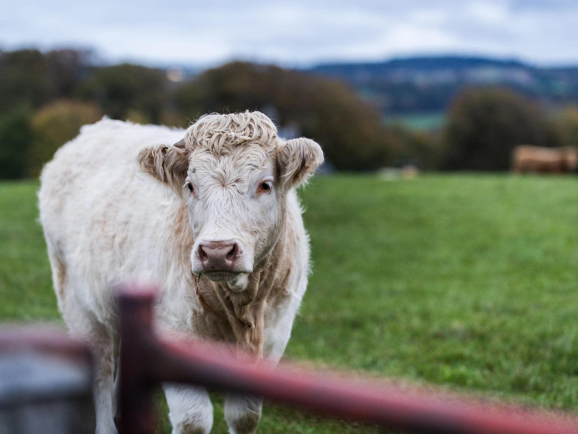 A cow standing in a field.