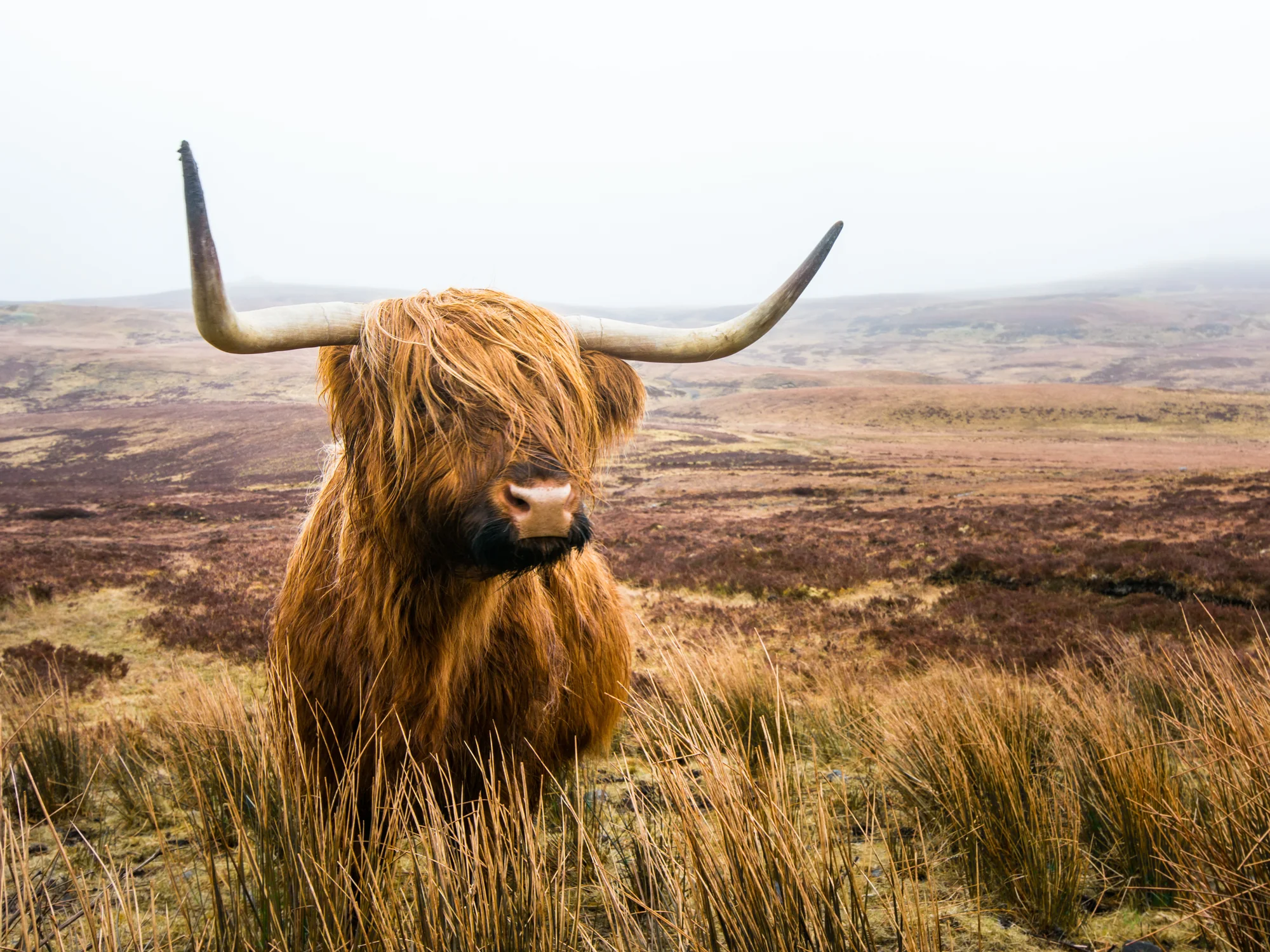 Shaggy highland cow standing in a field.